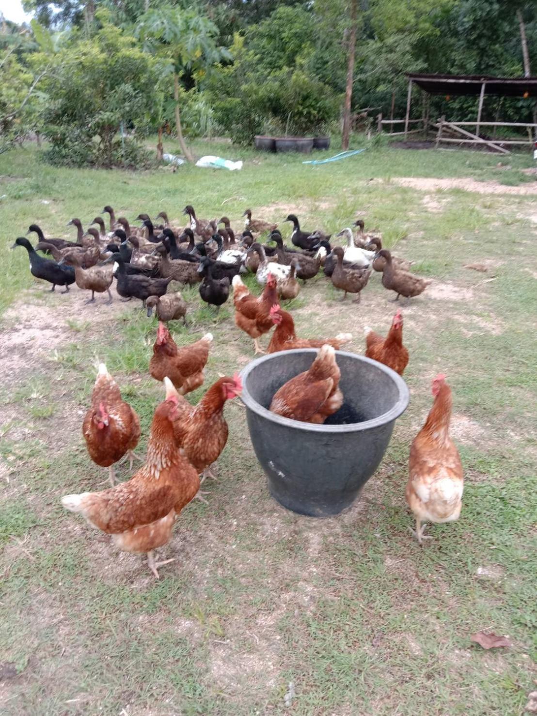 ปารมีฟาร์มสเตย์ Takuapa Dış mekan fotoğraf